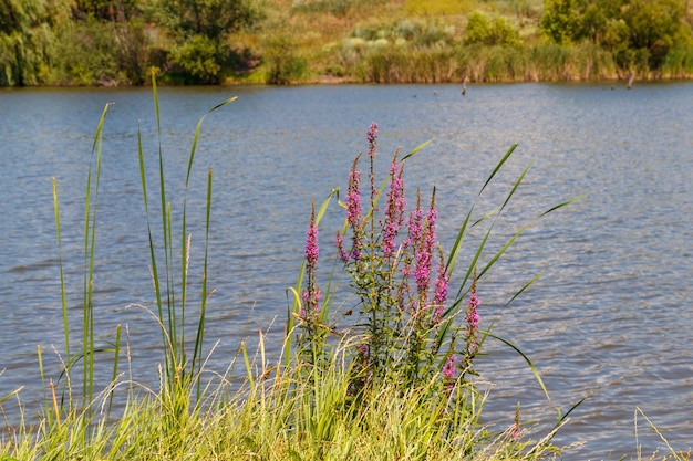 호숫가에 보라색 루스스트리프(Lythrum Salicaria) 꽃