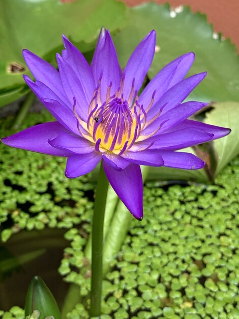 Photo purple lotus bloom in the morning