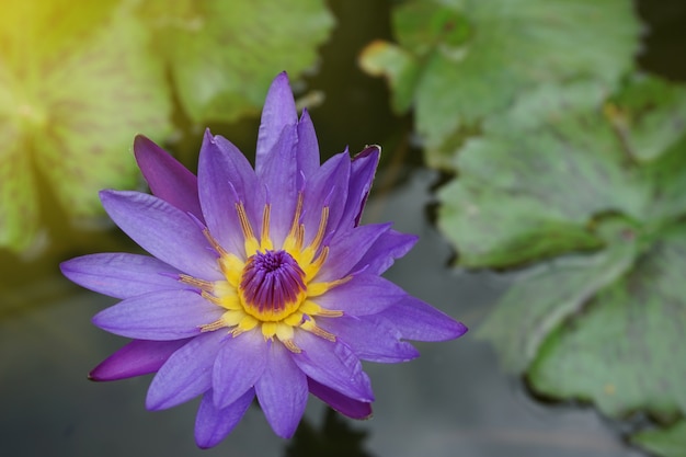 Purple lotus blossoming with beautiful yellow pollen.