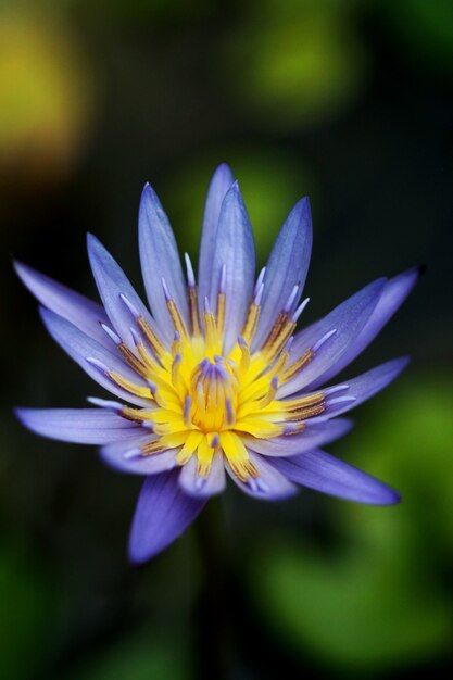 Purple lotus close up , focus on one point