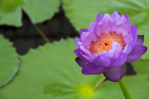 写真 紫の蓮の花と植物