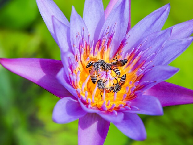 Purple lotus flower and bees in morning light
