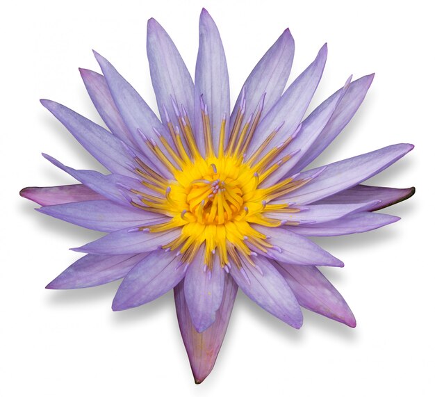 Photo purple lotus flower isolated on white background