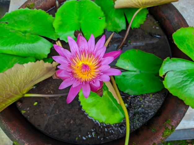 냄비에 보라색 연꽃 또는 Nymphaea capensis