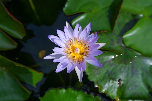 Purple lotus flower opened on a pond with yellow center and