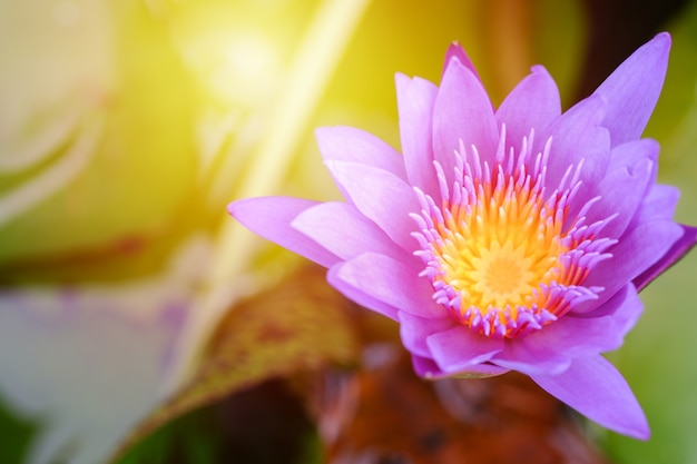 Purple lotus flower opened on a pond with yellow center and