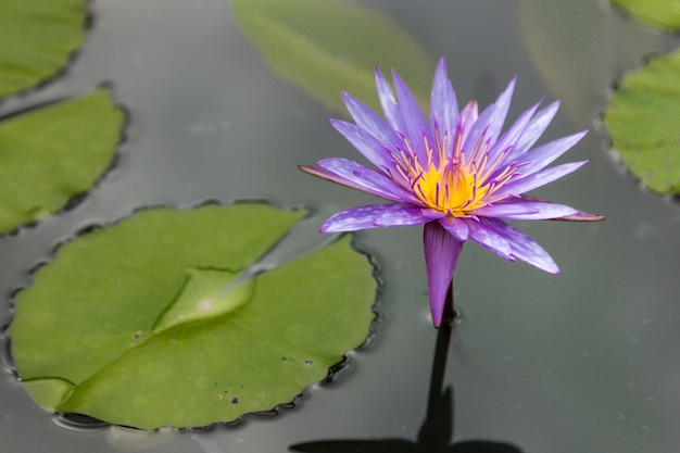 a purple lotus flower on the water