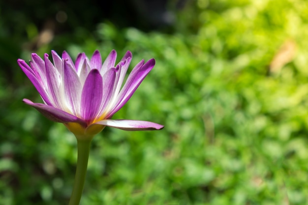 purple lotus flower with side view