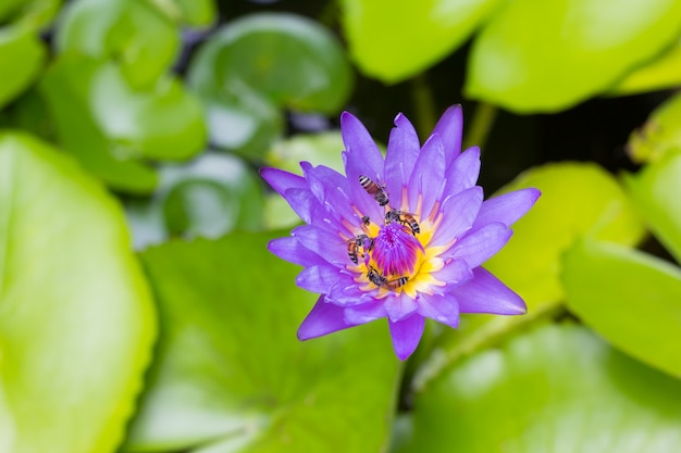 Purple lotus flower