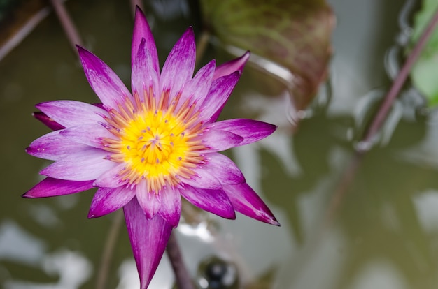 Purple lotus flower