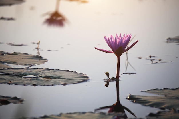 Fiori di loto viola stanno sbocciando con il tramonto