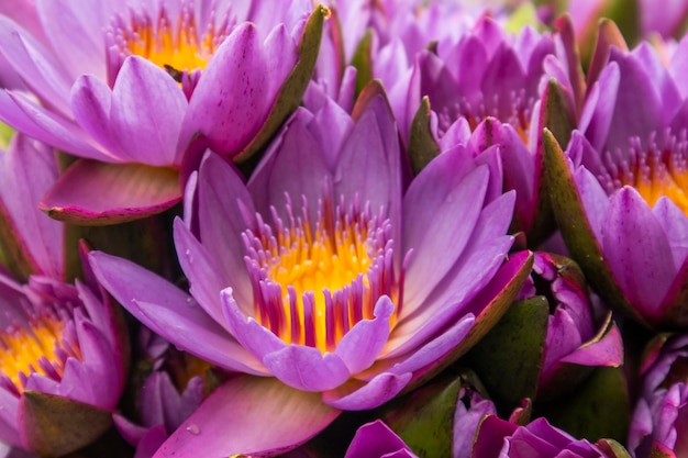 Purple lotus flowers blooming in the pond