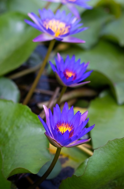 Фиолетовые цветы лотоса в пруду с лотосами для сельского хозяйства