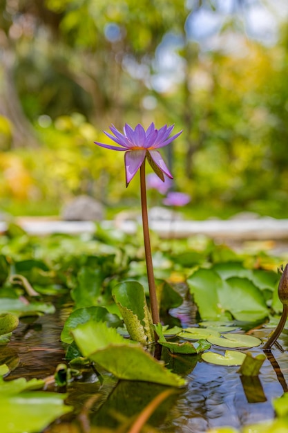 Foto fiori di loto viola nello stagno del lago giardino tropicale natura floreale con paesaggio della giungla sfocato