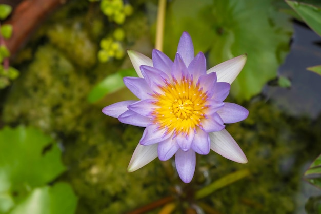 Purple lotus flowers in the tub