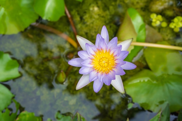 Purple lotus flowers in the tub