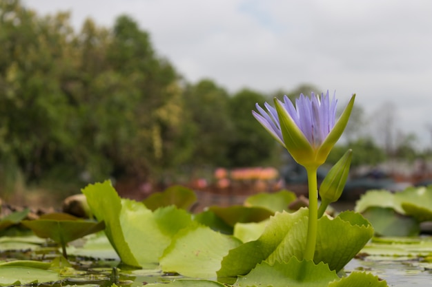 Purple lotus is blooming over the lotus pond