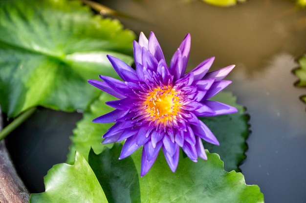 The purple lotus is blooming