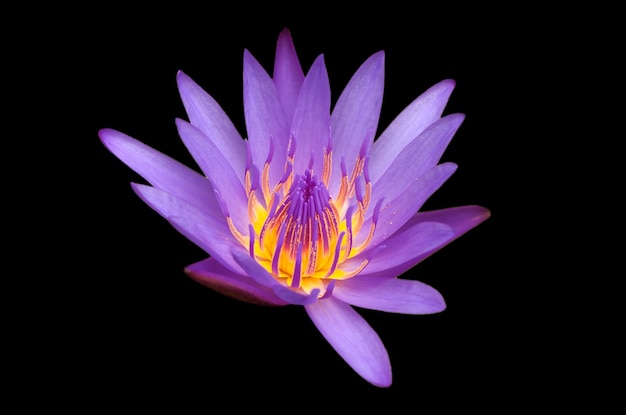Purple lotus isolated on black background