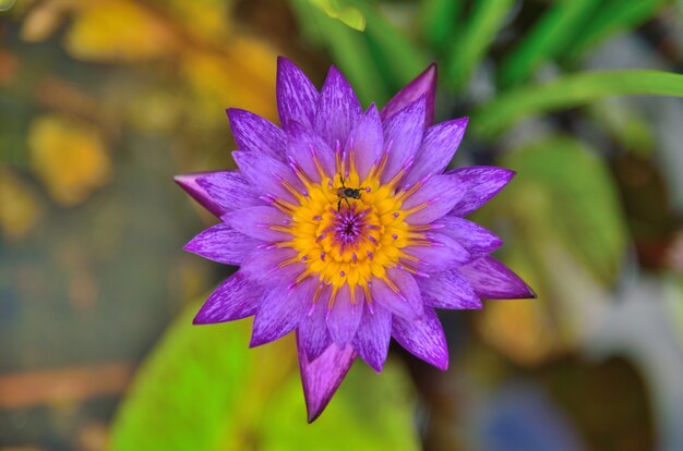 Purple lotus on lotus leaf background