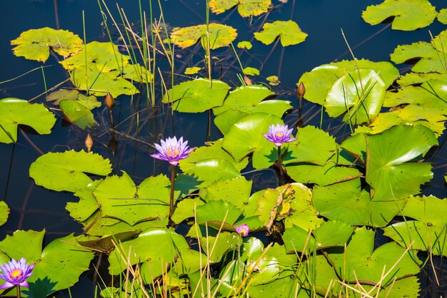 Purple Lotus in the lotus pond