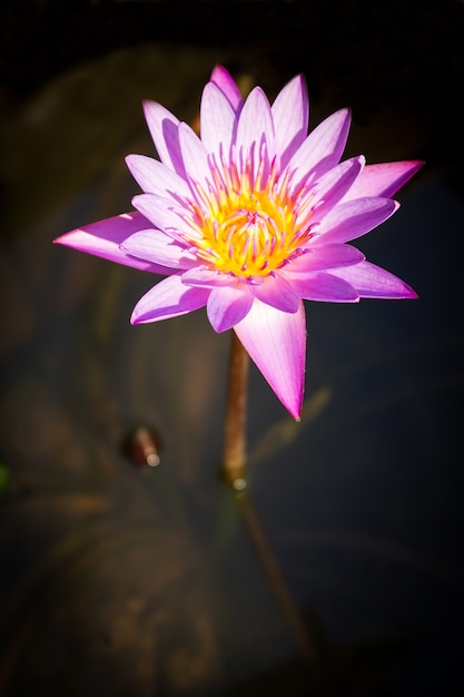 Purple lotus in pond. Nature and flower background.