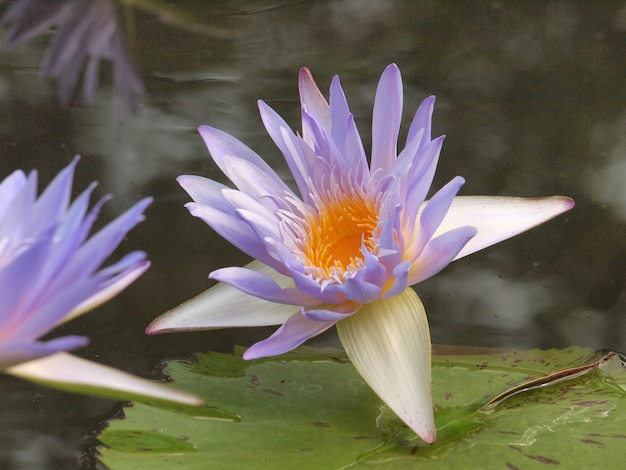 Loto viola / fiori di loto viola sull'acqua