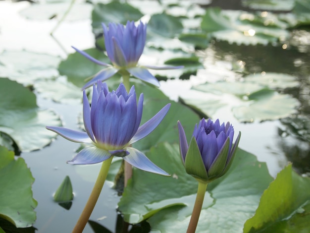 Purple lotus/Purple lotus blossoms on water  