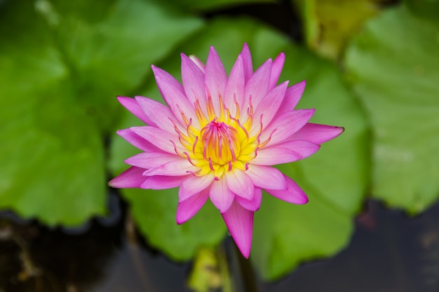 Purple lotus or purple water lily in pond