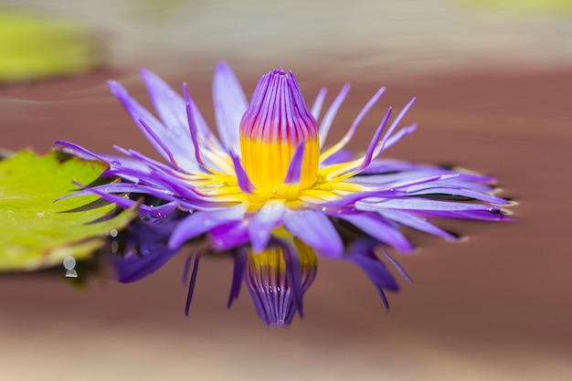 purple lotus or purple water lily in pond 