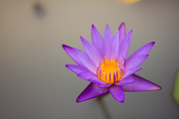 水中の紫の蓮、花