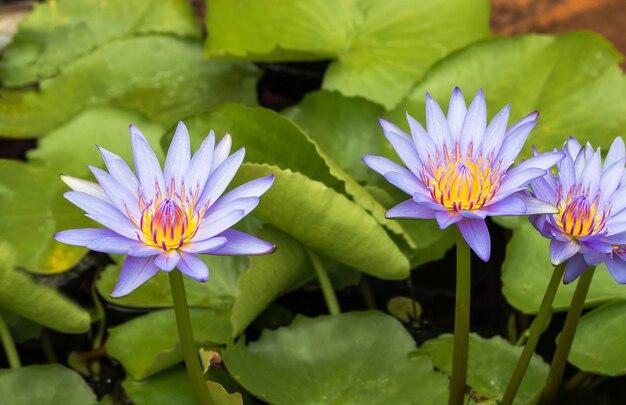 Purple lotus Water lily with green leaves in pond