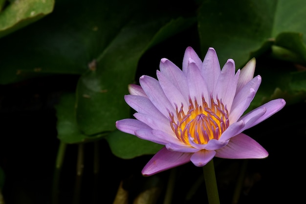 Photo purple lotus in water