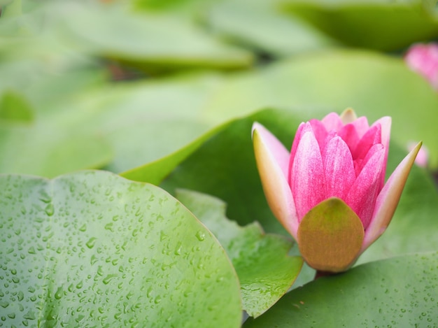 Photo purple lotus or waterlily flower