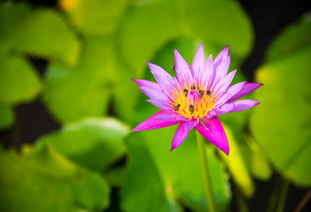 写真 蜂と紫の蓮