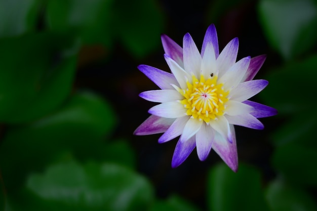 purple lotus with blurred background 