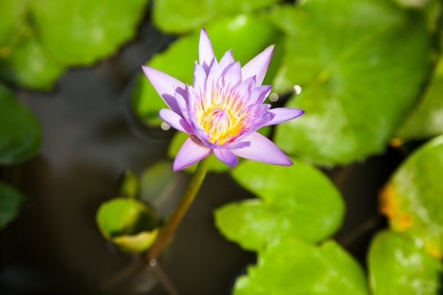 Purple lotus.