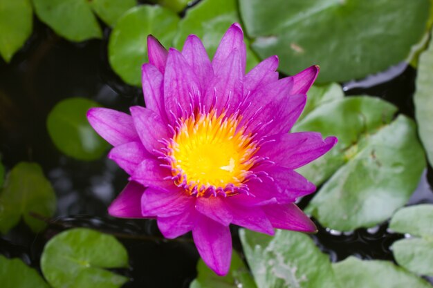 Purple lotus 