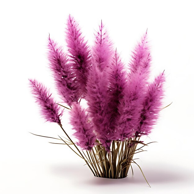 Purple Love Grass Deep Purple Flower Spikes Bouquet Grass Im Isolated on White Background Clean