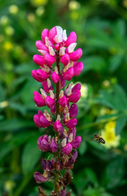 A purple lupin wallflower