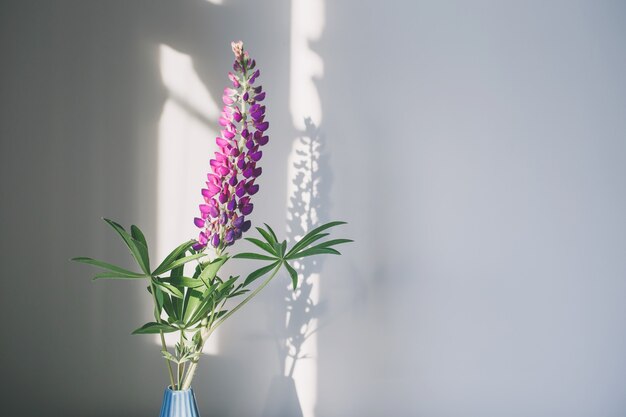 Purple lupine flower in a blue vase on white with light and shadow