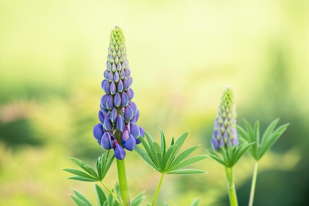 Purple lupine flower on blurred green background