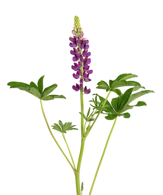 Purple lupine flower isolated on white background. Lupinus or Wolf bean. Beautiful summer flowers.