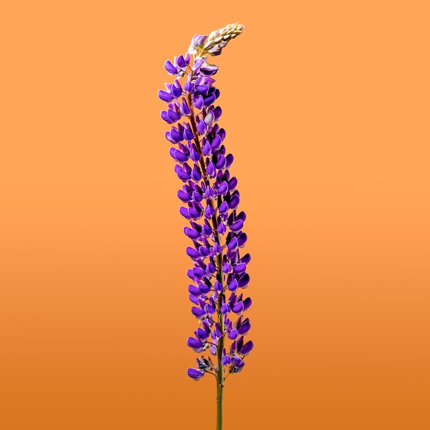 Purple lupine flower