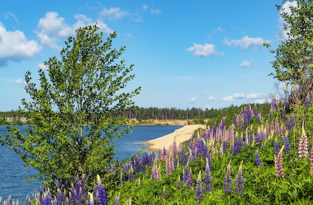 Purple lupine flowers on a sunny day by the lake