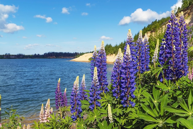 Purple lupine flowers on a sunny day by the lake