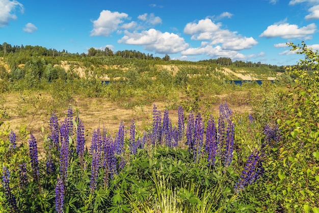 Purple lupine flowers on a sunny day by the lake