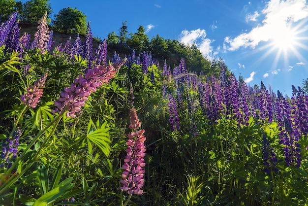 高い山腹の晴れた日に紫色のルピナスの花