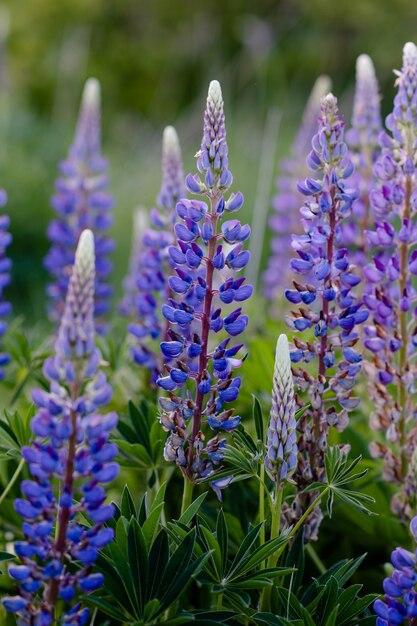 夏の日没時の緑の草の上の紫色のルピナス