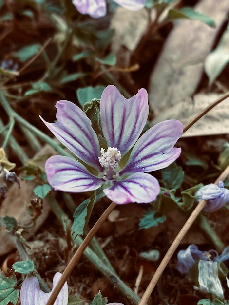 フィルター効果のレトロなビンテージ スタイルの庭の紫色のアオイ科の花